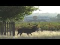 Testosterone fuelled stag chases man in Bushy Park, London