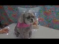 Shihtzu haircut, dog grooming