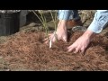 Planting Blueberries