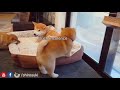 Mom hurt her puppy 😥 Shiba Inu puppies (with captions)