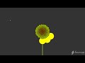 growing sunflower using Phyllotaxis