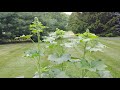 June Joe Pye weed garden