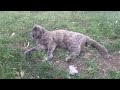 Contented Cat Sitting in the Grass