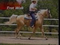 Gaits of the Missouri Fox Trotting Horse