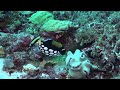 The Clown Triggerfish, Balistoides conspicillum, preparing nest site