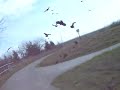 Amazon bike path crows