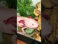 Axolotl Eating Slow Motion Compilation 1-15