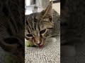 Cat Eating Cucumber ASMR (I think?)