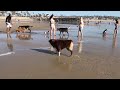 Dog Beach San Diego tail waggin time