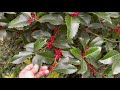 Ilex 'Wirt L Winn'