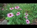 Coneflowers 2020