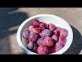 First Summer Harvest