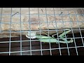 mantis laying eggs @ 1 hour