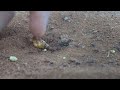 as formigas de pedindo as sementes chegar no Formigueiro delas