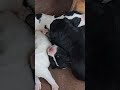 Seven pups. Runt sings, named 