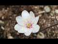 Slow living | 봄의 아름다운 선물! 한국 야생화 노루귀 꽃 탐험