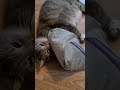 When catnip is life !#pets #cat #reaction #catnip