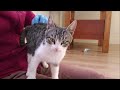 Amazing Feral Kitten Taming Transformation!