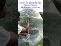 How To Keep Birds from Blueberry Bushes #shorts #gardening #garden