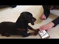 Training Dachshund to take Selfie on cell phone