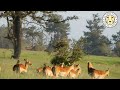 Could this be the largest Impala Harem Encountered? What is an Impala Harem?