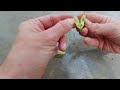 Saving Radish Seeds