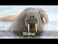 Arctic Animals for Children: pronunciation in English (with videos)