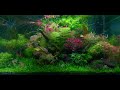 Fantastic Aquatic Plant Layout Tank • Fixed 3hours 4K HDR 60fps • Water sound
