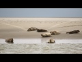 Phoques à la pointe du Hourdel HD / Seals at The Hourdel HD