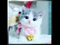 CAT HD CATS SWEET