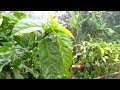 Super Heavy Rain and Thunder Walk in Indonesia Village | Relaxing Rain Sounds for Fall Asleep Fast