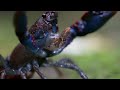 Beneath the Surface: Exploring North Queensland's Freshwater Streams