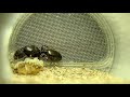 Tetramorium queen with workers