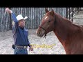 Ride Smart with Craig Cameron Finding the Perfect Horse pt 1 new