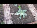 feeding chickens winter time garden kale