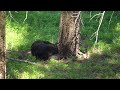 A black bear taking a sweet nap