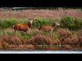 Stalking Beautiful Deer | RSPB Leighton Moss