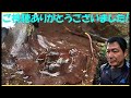 ニホンザリガニ全部消えた！致死率100%ザリガニペスト!? 原因は不明！外来ザリガニの防除早急に！各地の状況、お待ちしています！Aphanomyces astaci ≫ 加藤英明【公式】かとチャン