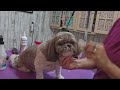 Grooming a Britney Spaniel & Shih tzu, morning dogs