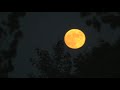 ASMR: Fake Lunar Eclipse- 4th of July- Summer Nostalgia in Suburbia- Fireflies- Cicadas