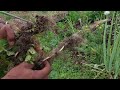 Sucession Planting & Spring Cleanup | 1Acre Food Forest