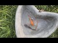 Video Of Catching Colorful Baby Shrimp, Ornamental Fish, Koi Fish, Angelfish, Crayfish