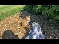 Cat Distribution System - Challenge Of Taming A Feral Kitten