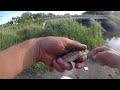 How to Catch your own Bait (Redtails, Creek Chubs, River shiners)