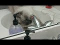 Sugar Drinks from Dripping Faucet 😺 💧