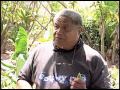 A Guide to Documenting Taro Varieties - with Jerry Konanui