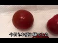 ミニトマト保存方法