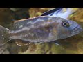 Nimbochromis Fuscotaeniatus African Cichlid | Fusco Malawi Predator Hap
