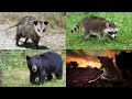 Five Extremely Rare Animals Caught on Camera