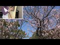 SAKURA SAKURA by Lyre #432hz